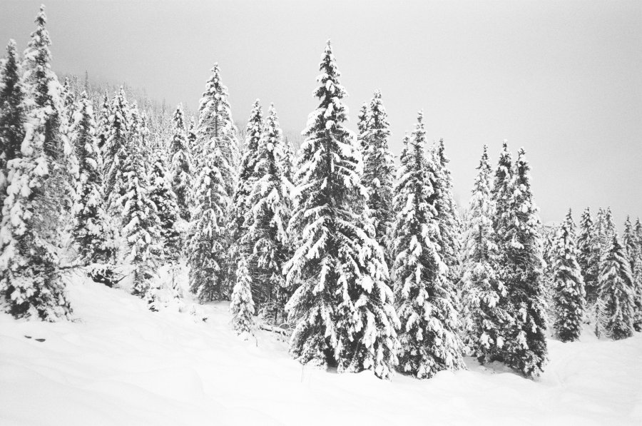Äntlibuech