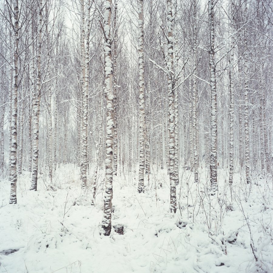 Forward far north